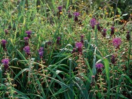 Muscari comosum