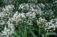 Allium neapolitanum