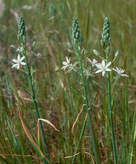 Ornithogalum narbonense