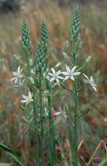 Ornithogalum narbonense