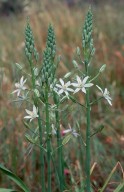 Ornithogalum narbonense