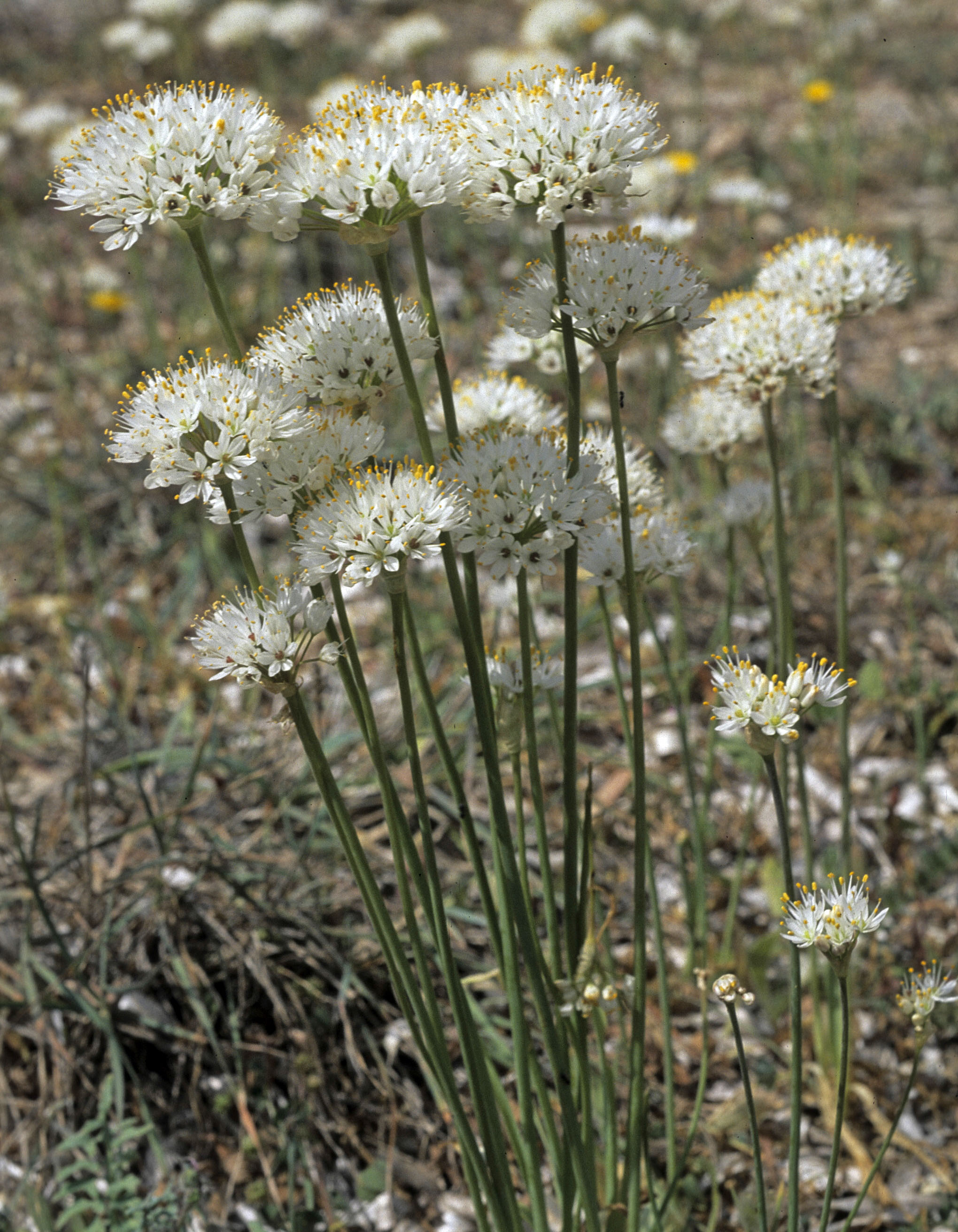 Allium subvillosum