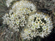 Allium subvillosum