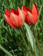 Tulipa doerfleri