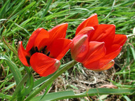 Tulipa doerfleri