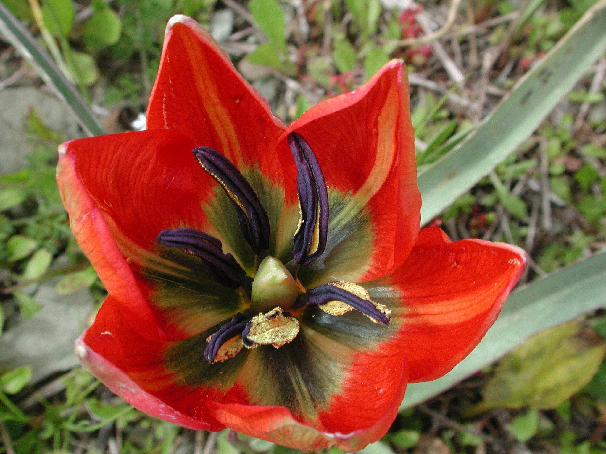 Tulipa doerfleri