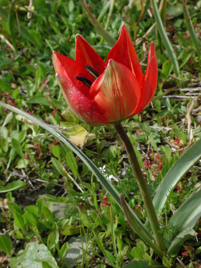 Tulipa doerfleri