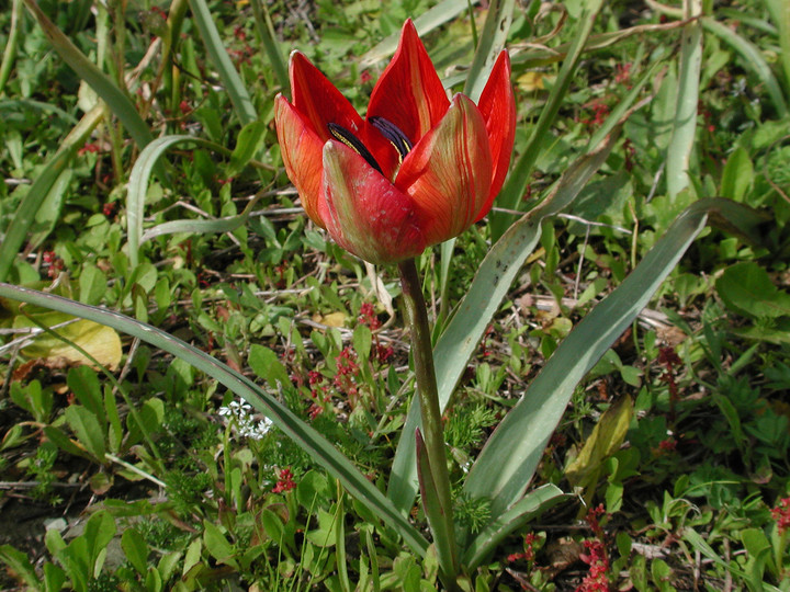 Tulipa doerfleri