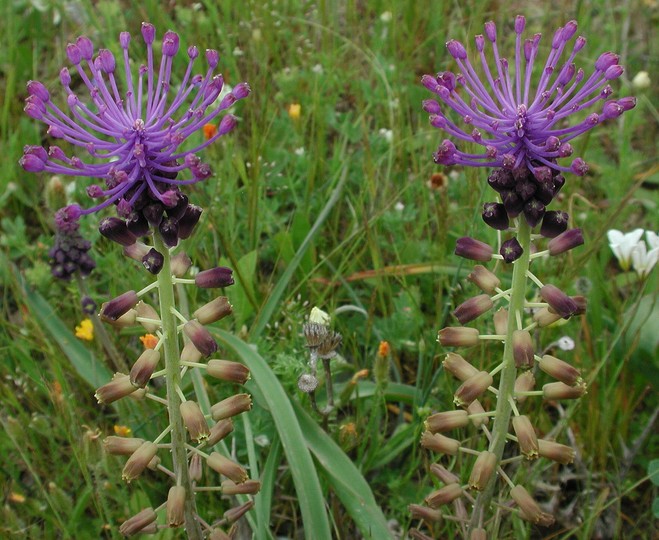 Muscari comosum