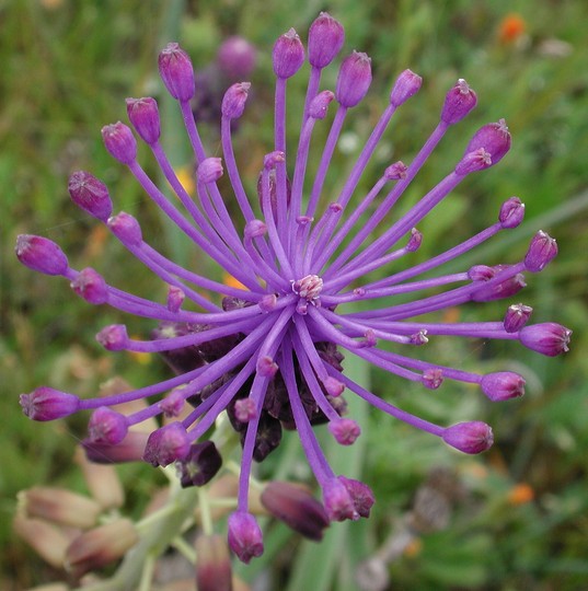 Muscari comosum