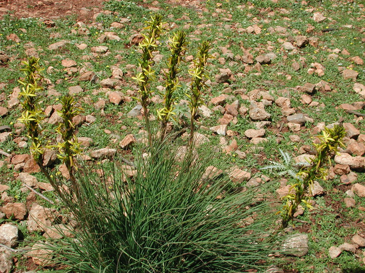 Asphodeline lutea