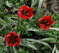 Tulipa doerfleri