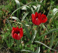 Tulipa doerfleri