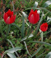 Tulipa doerfleri