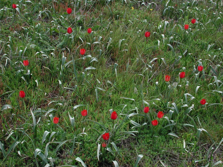 Tulipa doerfleri