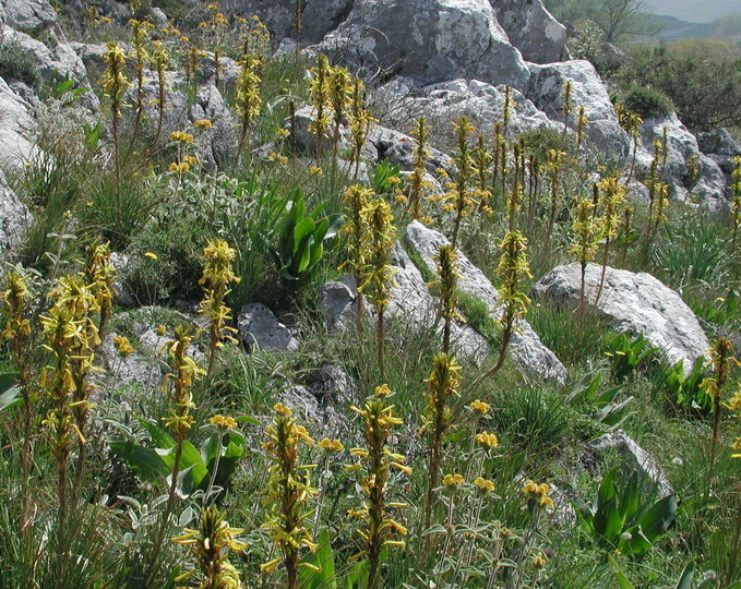 Asphodeline lutea