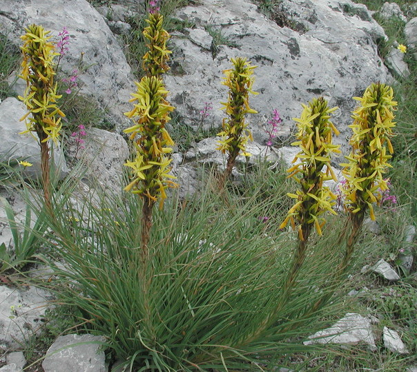 Asphodeline lutea