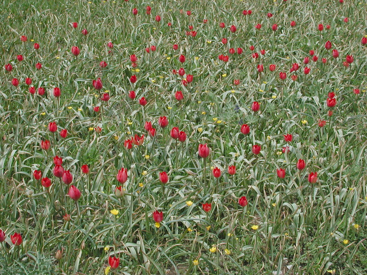 Tulipa doerfleri