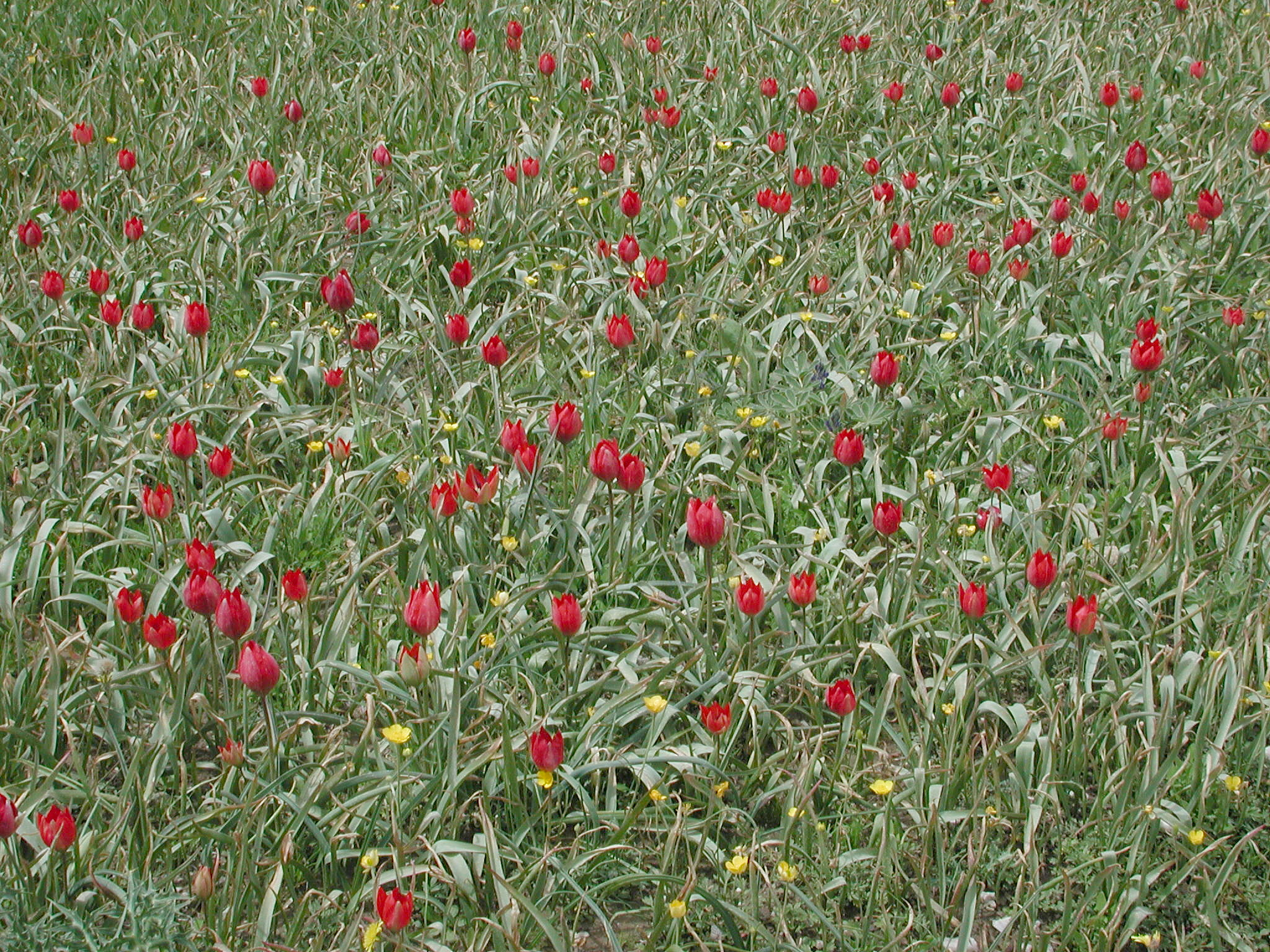 Tulipa doerfleri