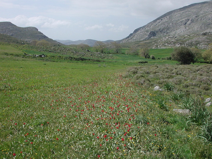 Tulipa doerfleri