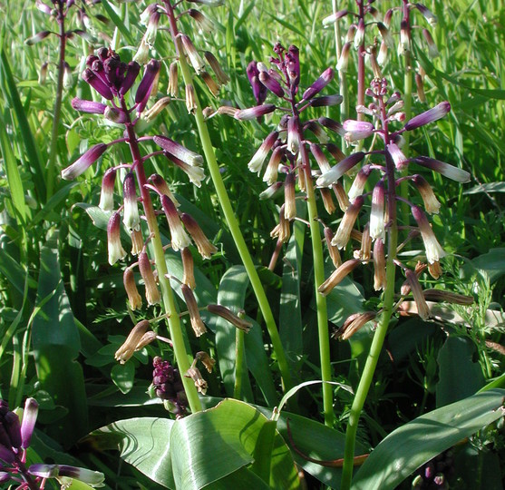 Bellevalia trifoliata