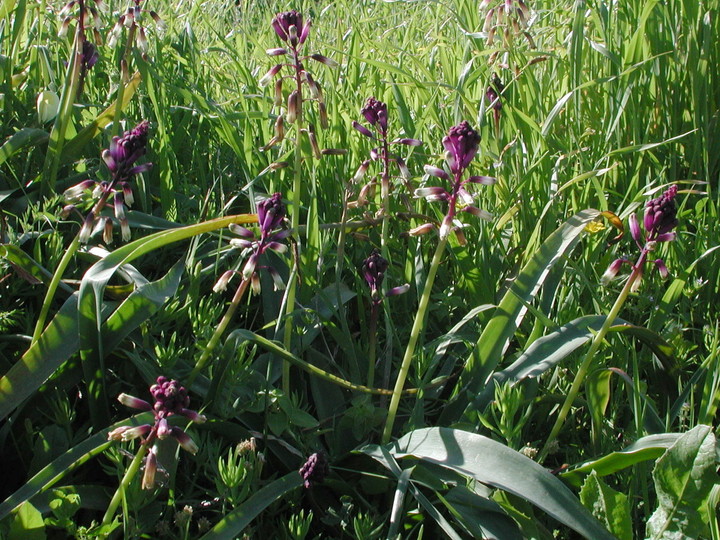 Bellevalia trifoliata