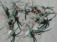 Pancratium maritimum