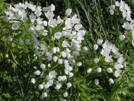 Allium neapolitanum