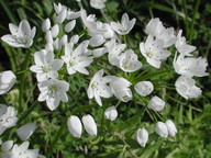 Allium neapolitanum