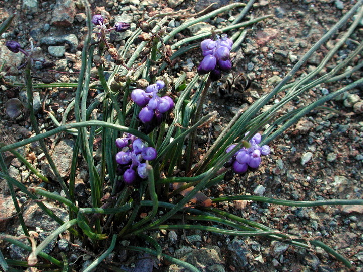 Muscari sp.