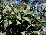 Smilax aspera