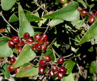 Smilax aspera