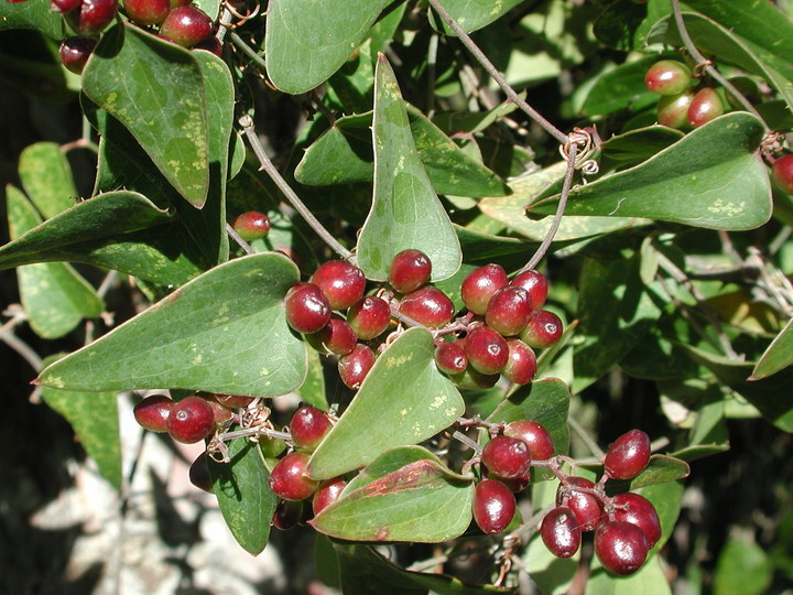 Smilax aspera