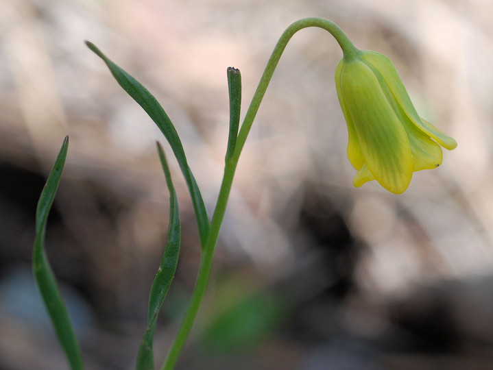 Fritillaria rhodia