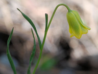 Fritillaria rhodia