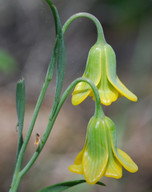 Fritillaria rhodia