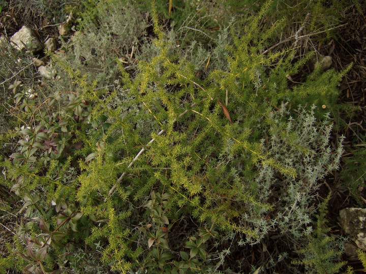 Asparagus acutifolius