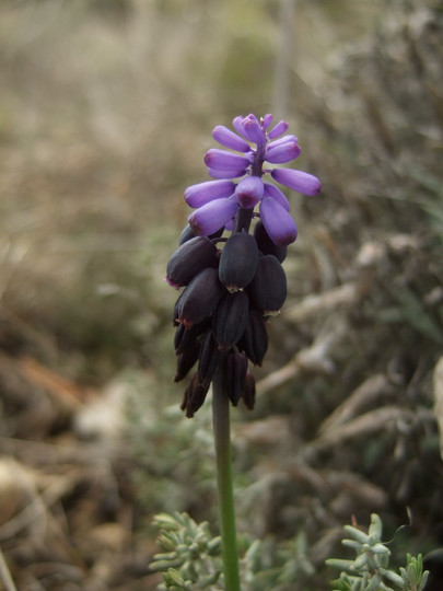 Muscari neglectum