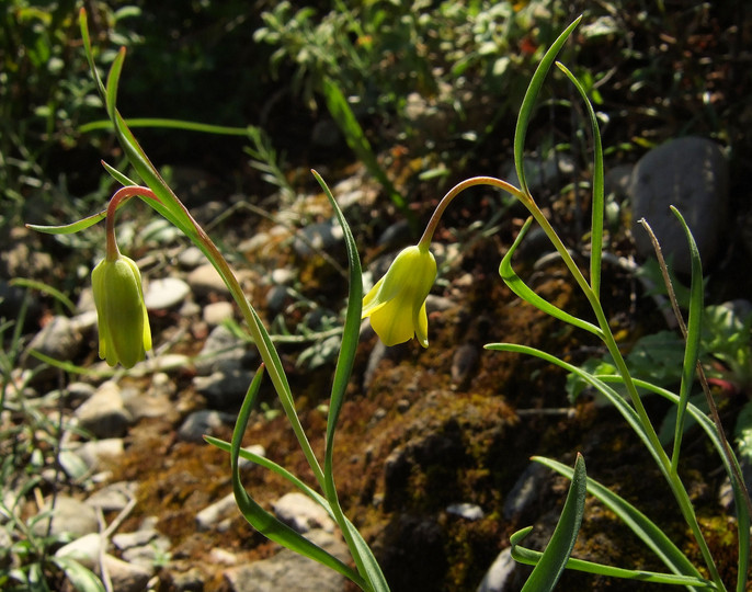 Fritillaria rhodia