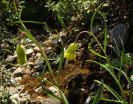 Fritillaria rhodia