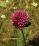 Allium sphaerocephalon