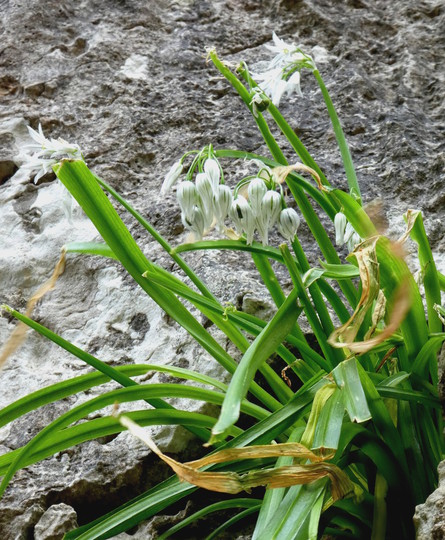 Allium triquetrum