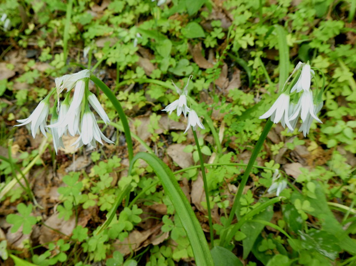 Allium triquetrum