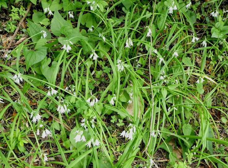Allium triquetrum