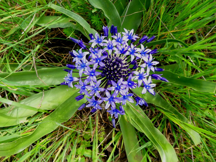 Scilla peruviana