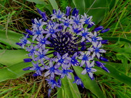 Scilla peruviana