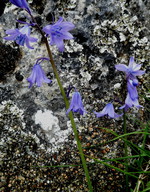 Hyacinthoides hispanica