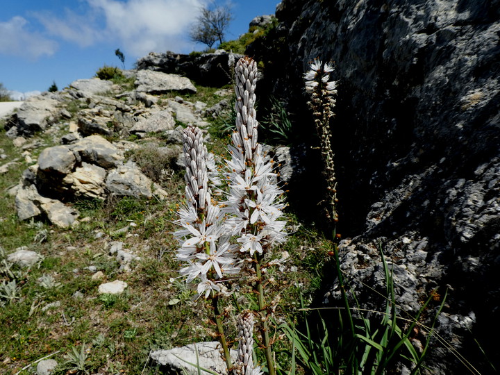 Asphodelus albus