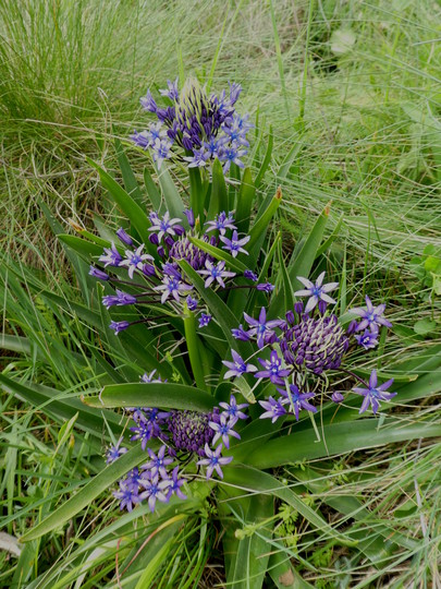 Scilla peruviana