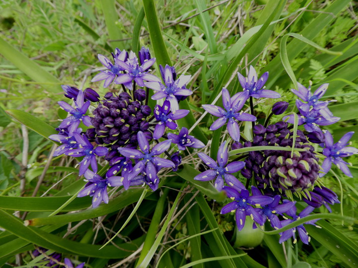 Scilla peruviana